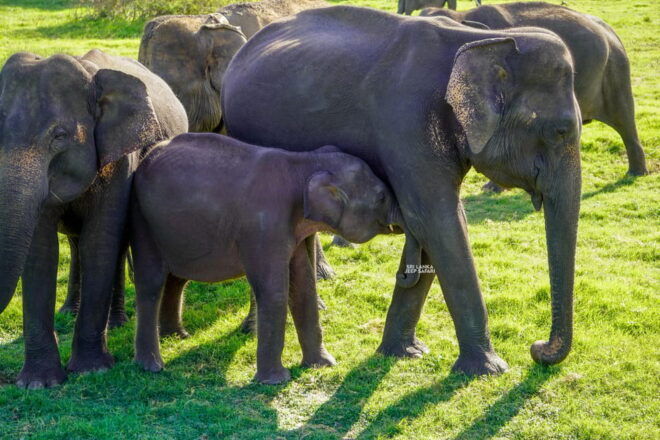 Minneriya: Guided Half-Day Safari With Sri Lankas Elephants - Inclusions and What to Bring