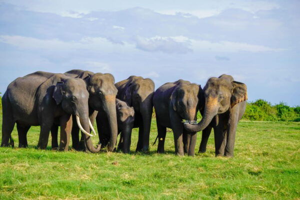Minneriya: Guided Half-Day Safari With Sri Lankas Elephants - Wildlife Spotting Opportunities