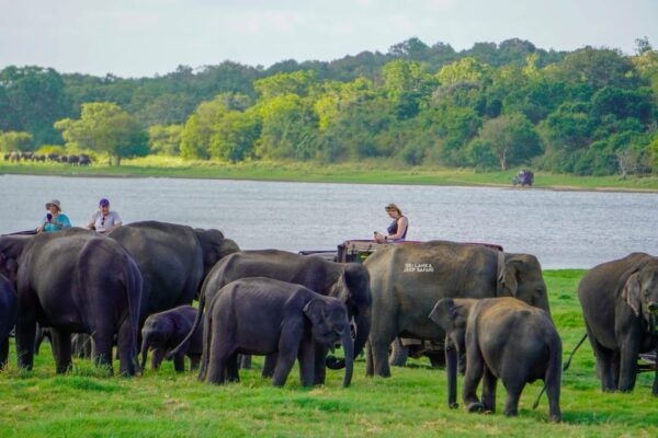Minneriya: Guided Half-Day Safari With Sri Lankas Elephants - Traveling to Minneriya National Park