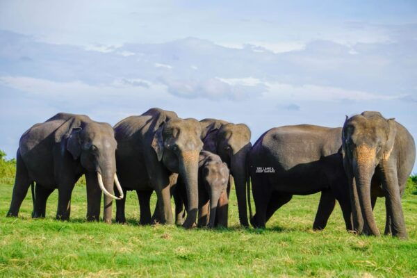 Minneriya: Guided Half-Day Safari With Sri Lankas Elephants - Frequently Asked Questions