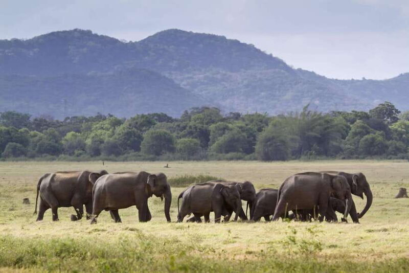 Minneriya half day elephant safari/largest gathering - The Breakdown: Why We Recommend This Safari
