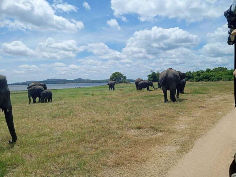 Minneriya: Half-Day Morning or Evening Jeep Safari - Exploring Minneriya: The Half-Day Jeep Safari Experience