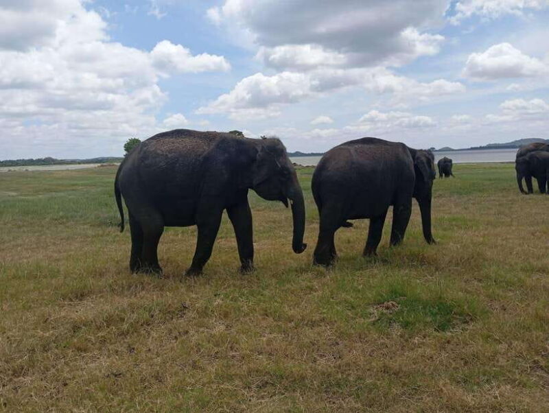 Minneriya: Half-Day Morning or Evening Jeep Safari - Good To Know