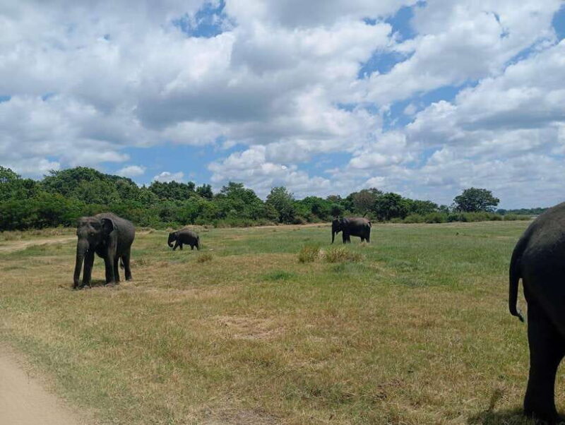 Minneriya: Half-Day Morning or Evening Jeep Safari - Insights from Reviews: Real Experiences