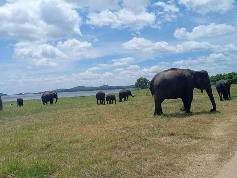 Minneriya: Half-Day Morning or Evening Jeep Safari - Who Will Love This Tour?