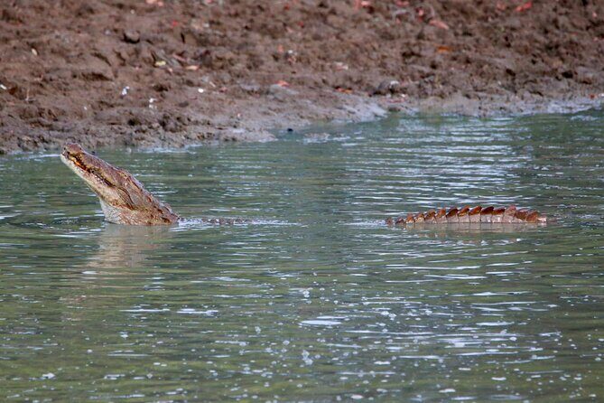 Minneriya Half Day Safari - Final Thoughts