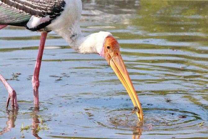 Minneriya Half Day Safari - FAQ