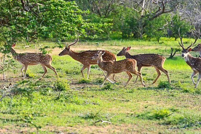Minneriya Half Day Safari - What Makes This Safari Stand Out