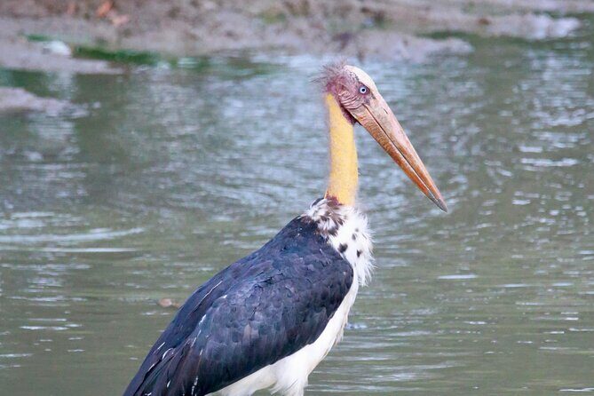 Minneriya Half Day Safari - The Experience: What You Will See and Feel