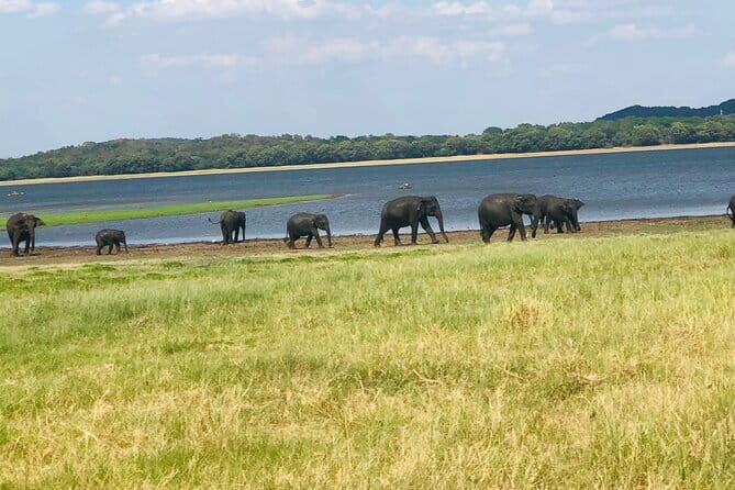 Minneriya half day tour - What to Expect from the Minneriya Half Day Tour