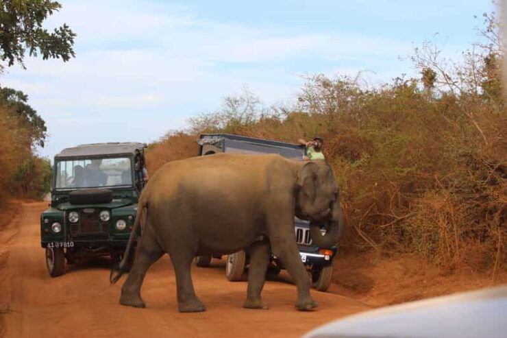Minneriya: Jeep Safari From Trincomalee - Pricing Details
