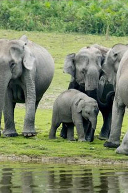 Minneriya: Jeep Safari From Trincomalee - Itinerary and Pickup