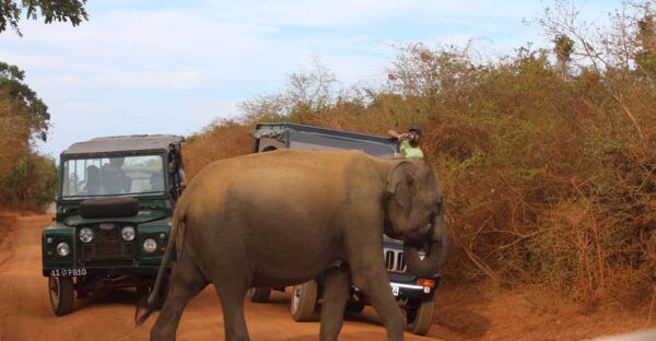 Minneriya: Jeep Safari From Trincomalee - Frequently Asked Questions
