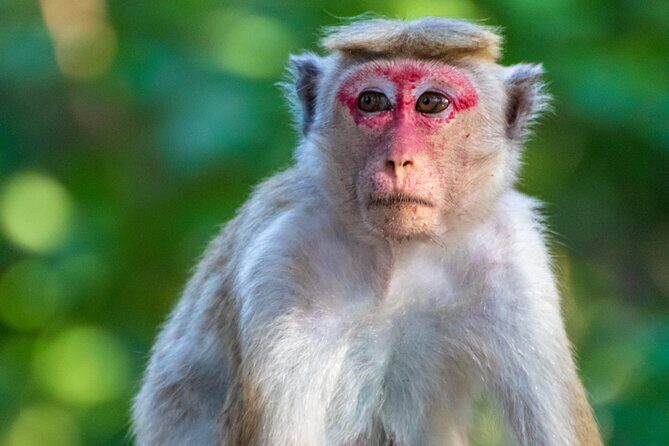 Minneriya Jeep Safari Tour from Pasikudah - Introduction