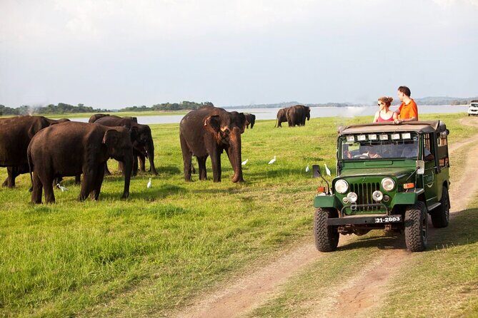 Minneriya Jeep Safari Tour from Pasikudah - Good To Know