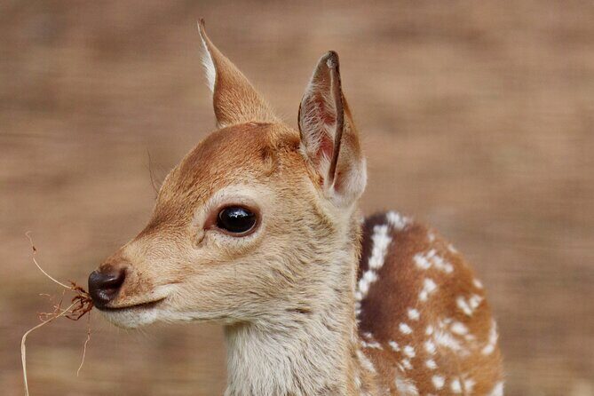 Minneriya Jeep Safari Tour from Pasikudah - The Sum Up