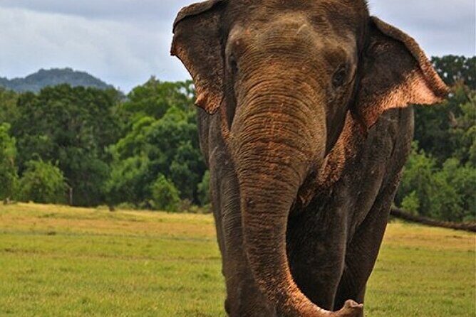 Minneriya Jeep Safari Tour from Pasikudah - FAQ