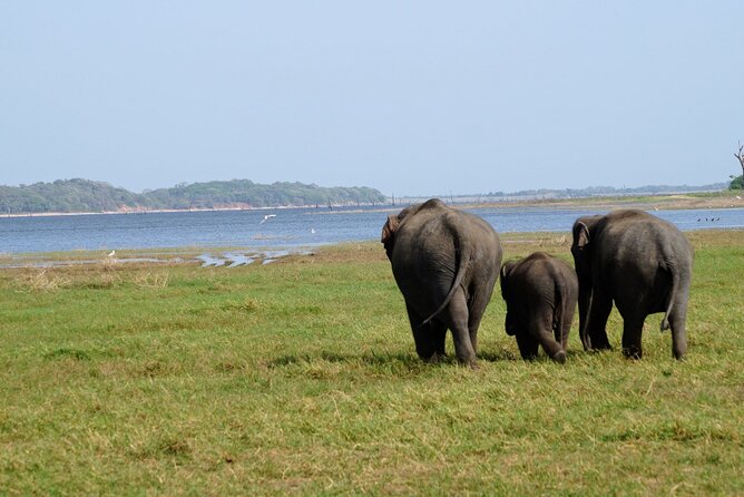 Minneriya / Kaudulla National Park Jeep Safari - Convenient Pickup and Transportation