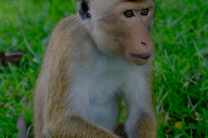 Minneriya / Kaudulla National Park Jeep Safari - The Sum Up