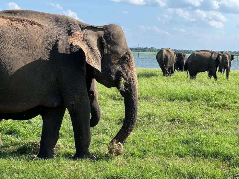 Minneriya: Minneriya National Park Private Jeep Safari - FAQ