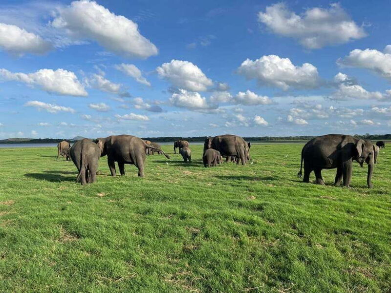 Minneriya: Minneriya National Park Private Jeep Safari - Why Choose This Experience?