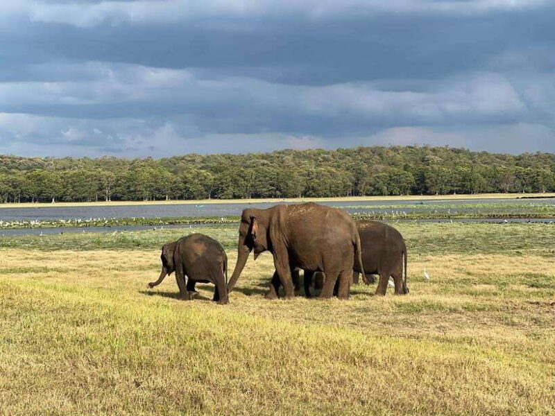 Minneriya: Minneriya National Park Private Jeep Safari - FAQ