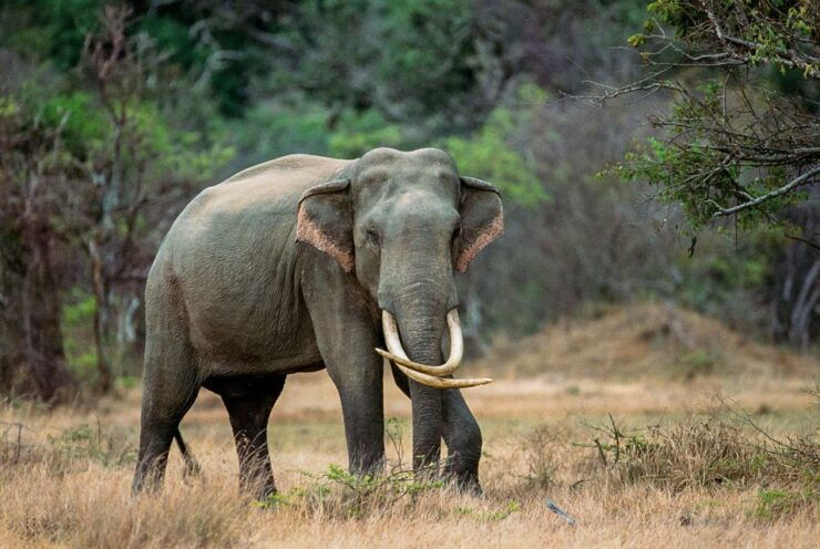 Minneriya: Minneriya National Park Private Safari - Wildlife Highlights