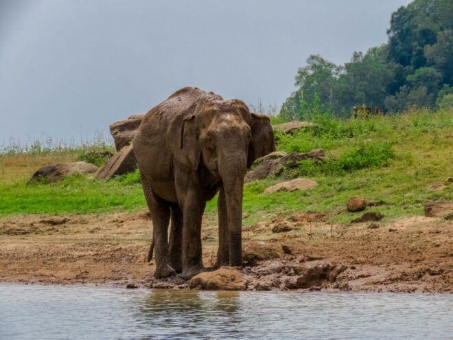Minneriya: Minneriya National Park Private Safari - Alternative Safari Option
