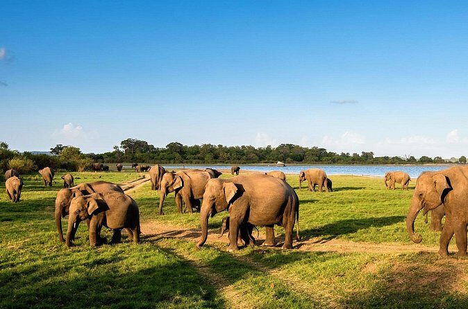Minneriya National Park ( All Inclusive ) and Sigiriya Day Excursion - Logistics and Practicalities