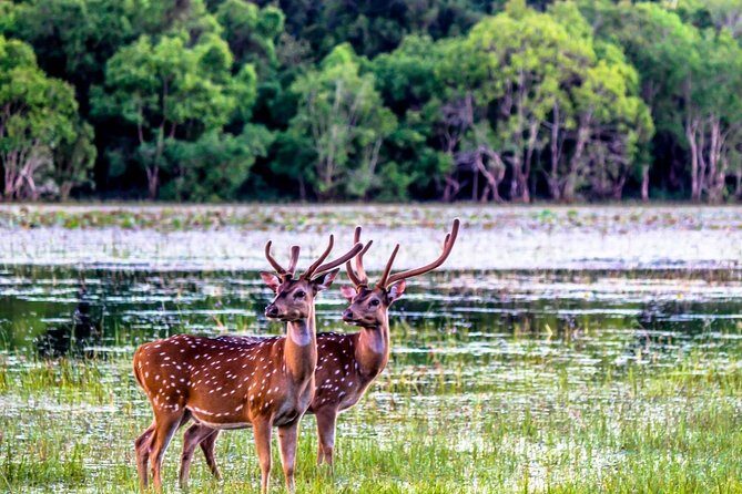 Minneriya National Park ( All Inclusive ) and Sigiriya Day Excursion - Final Thoughts