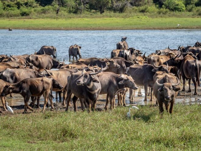 Minneriya National Park Day Safari From Minneriya - Safari Experience Highlights