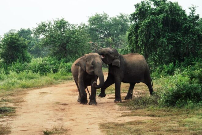 Minneriya National Park Day Safari From Minneriya - Inclusions of the Safari