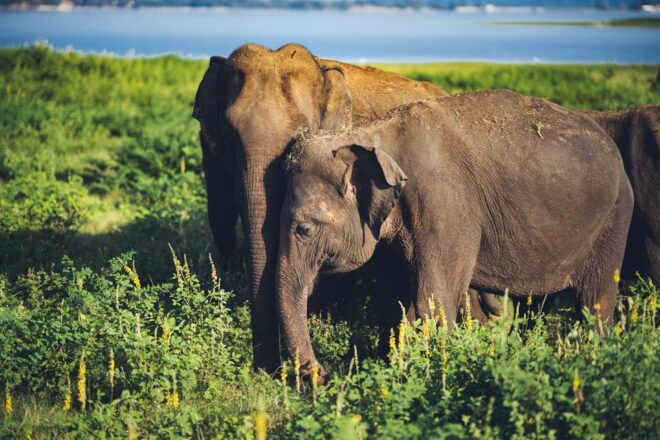 Minneriya National Park Day Safari From Minneriya - Exclusions to Note