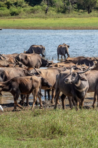 Minneriya National Park Day Safari From Minneriya - Restrictions and Regulations