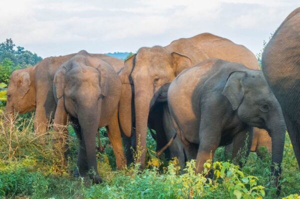 Minneriya National Park Day Safari From Minneriya - Wildlife You May Encounter