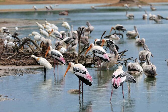 Minneriya National Park Elephant Jeep Safari - Private - Pickup Points and Details