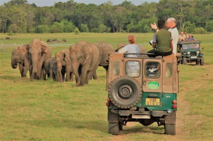 Minneriya National Park Elephant Jeep Safari - Pricing and Booking