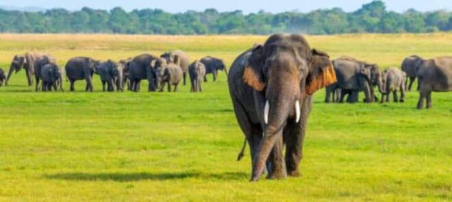 Minneriya National Park Elephant Jeep Safari - Tips for a Great Safari