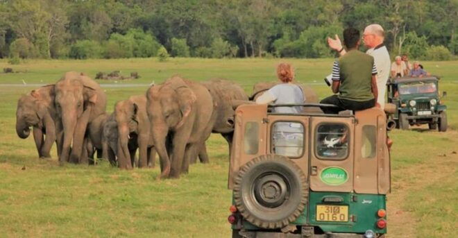 Minneriya National Park Elephant Jeep Safari - Frequently Asked Questions