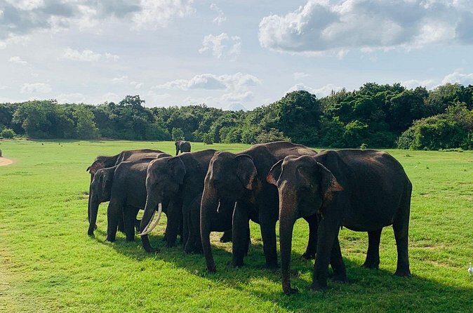 Minneriya National Park Elephant Safari - Who Will Love This Experience?