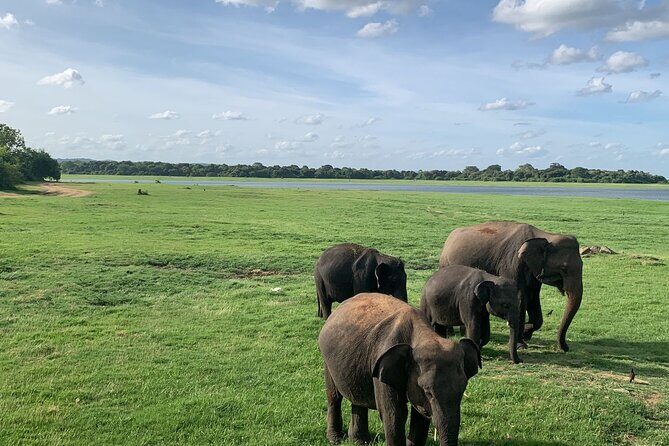 Minneriya National Park Elephant Safari - Value and Pricing: Is It Worth It?