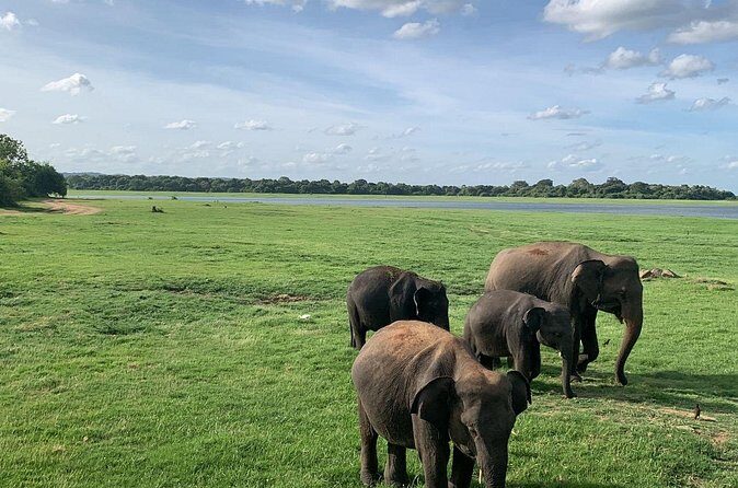 Minneriya National Park Elephant Safari - Who Should Book This Safari?