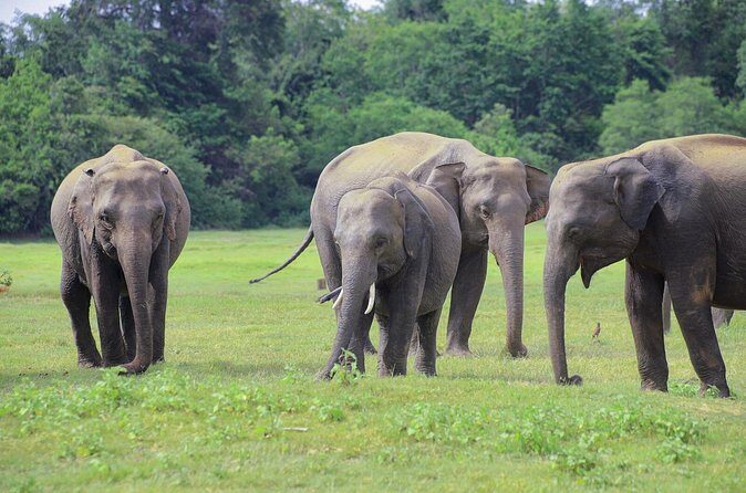 Minneriya National Park Elephant Safari - Frequently Asked Questions