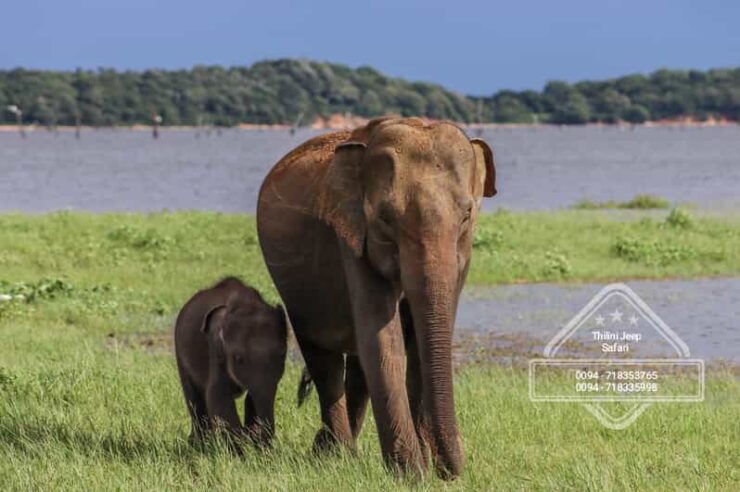 Minneriya National Park Elephant Safari by 4×4 Jeep - Good To Know