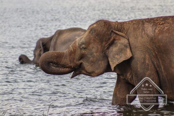 Minneriya National Park Elephant Safari by 4×4 Jeep - Booking Process