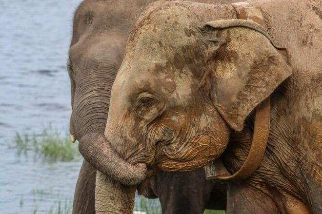 Minneriya National Park Elephant Safari by 4×4 Jeep - Inclusions and Exclusions