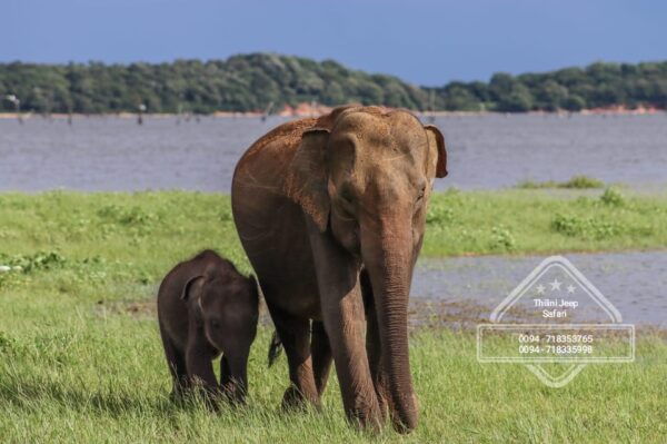 Minneriya National Park Elephant Safari by 4×4 Jeep - Customer Feedback