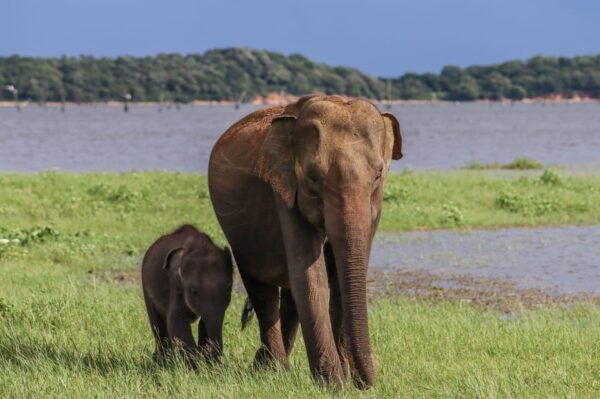 Minneriya National Park Elephant Safari by 4×4 Jeep - Tips for Safari