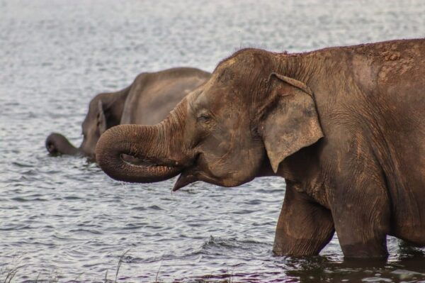 Minneriya National Park Elephant Safari by 4×4 Jeep - Frequently Asked Questions