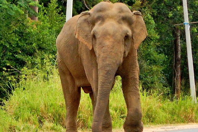 Minneriya National Park Elephant Safari - Expectations and Accessibility